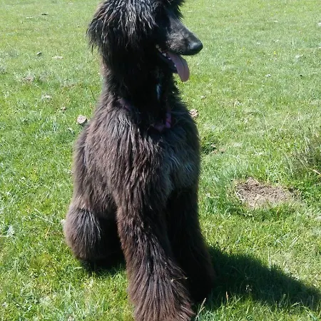 Aljama شقة فندقية Burgo