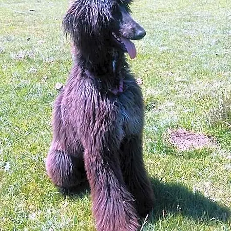 Aljama Burgo