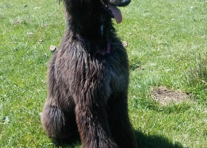 Aljama Aparthotel Burgo